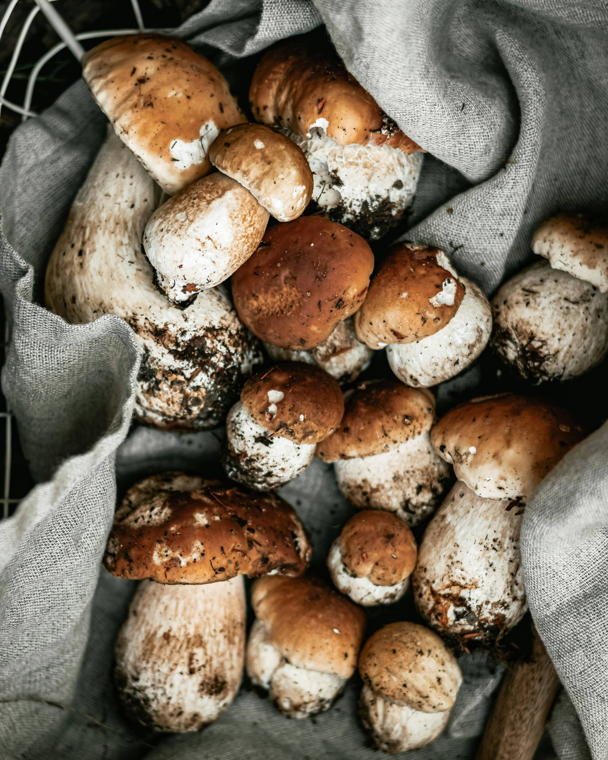 Raccolta Funghi