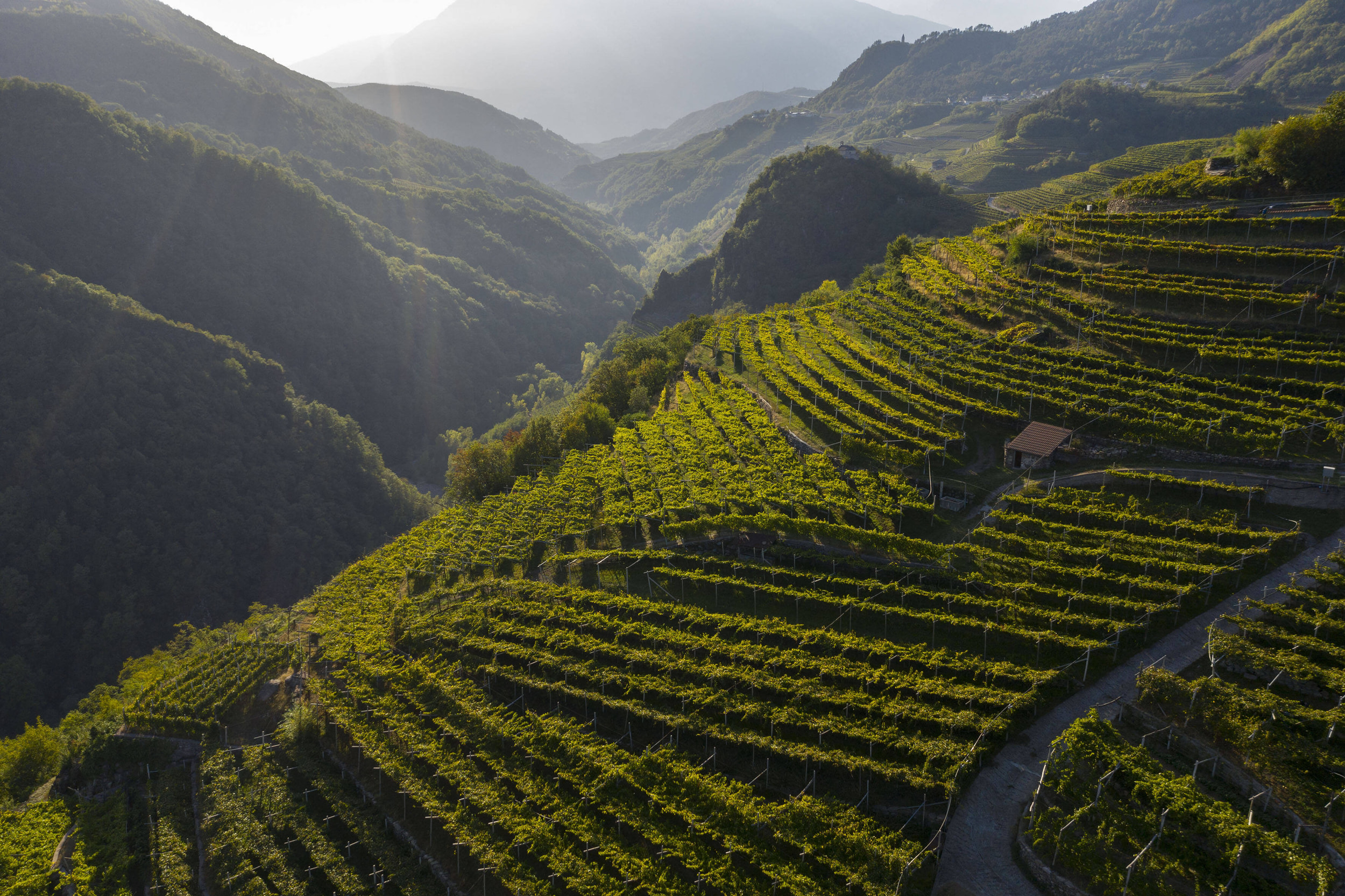 Vigneti in Val di Cembra