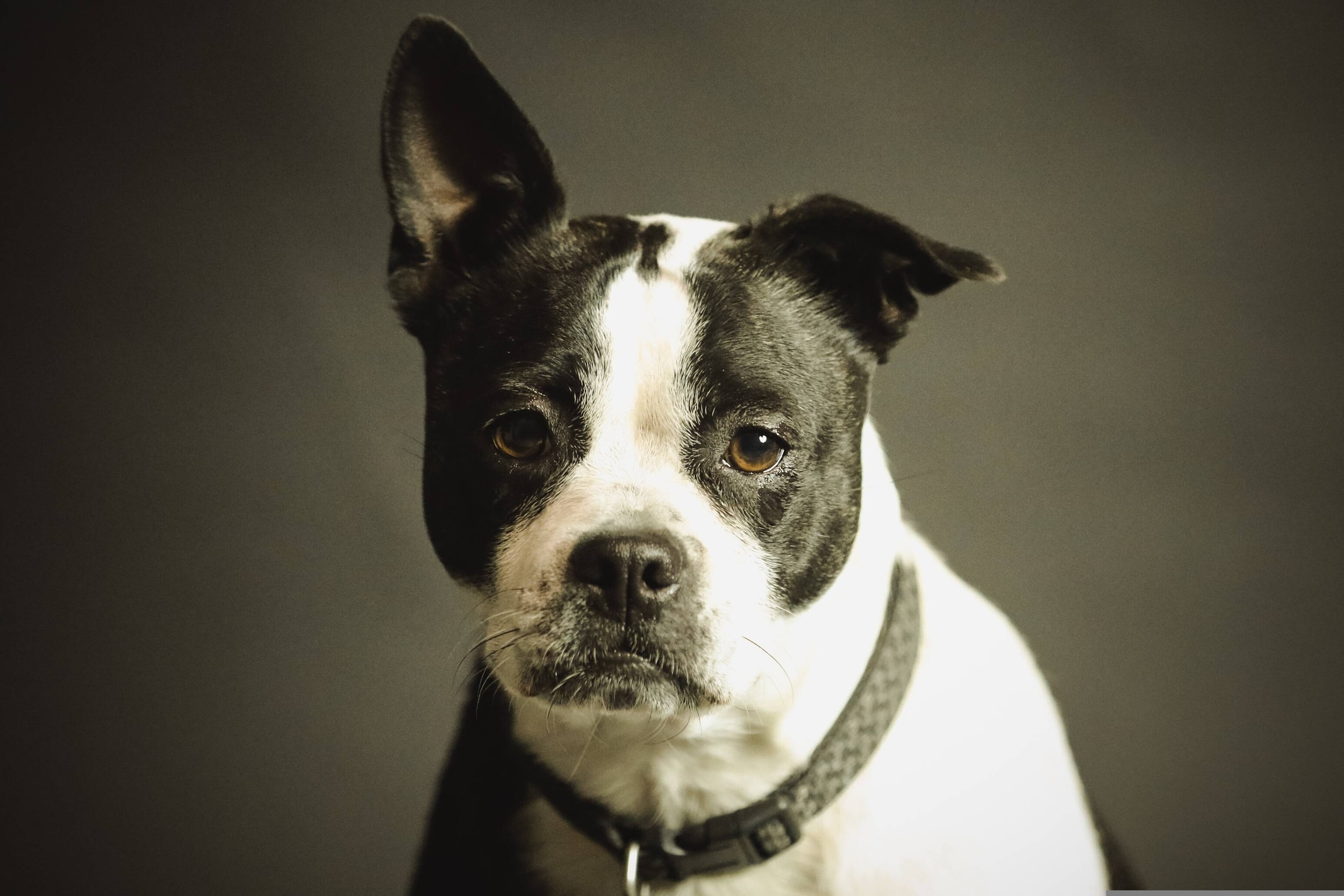Foto di un cane 