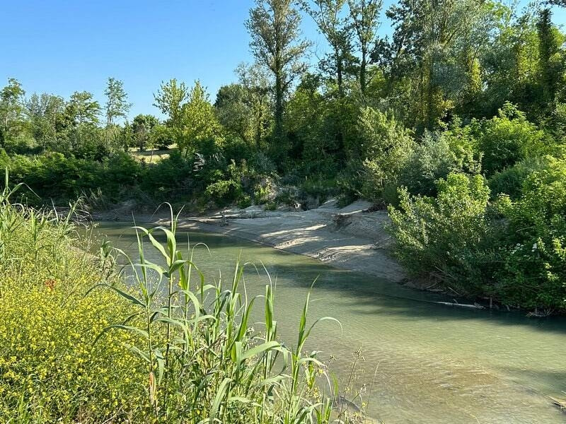 Fiume con una vasta vegetazione lungo gli argini