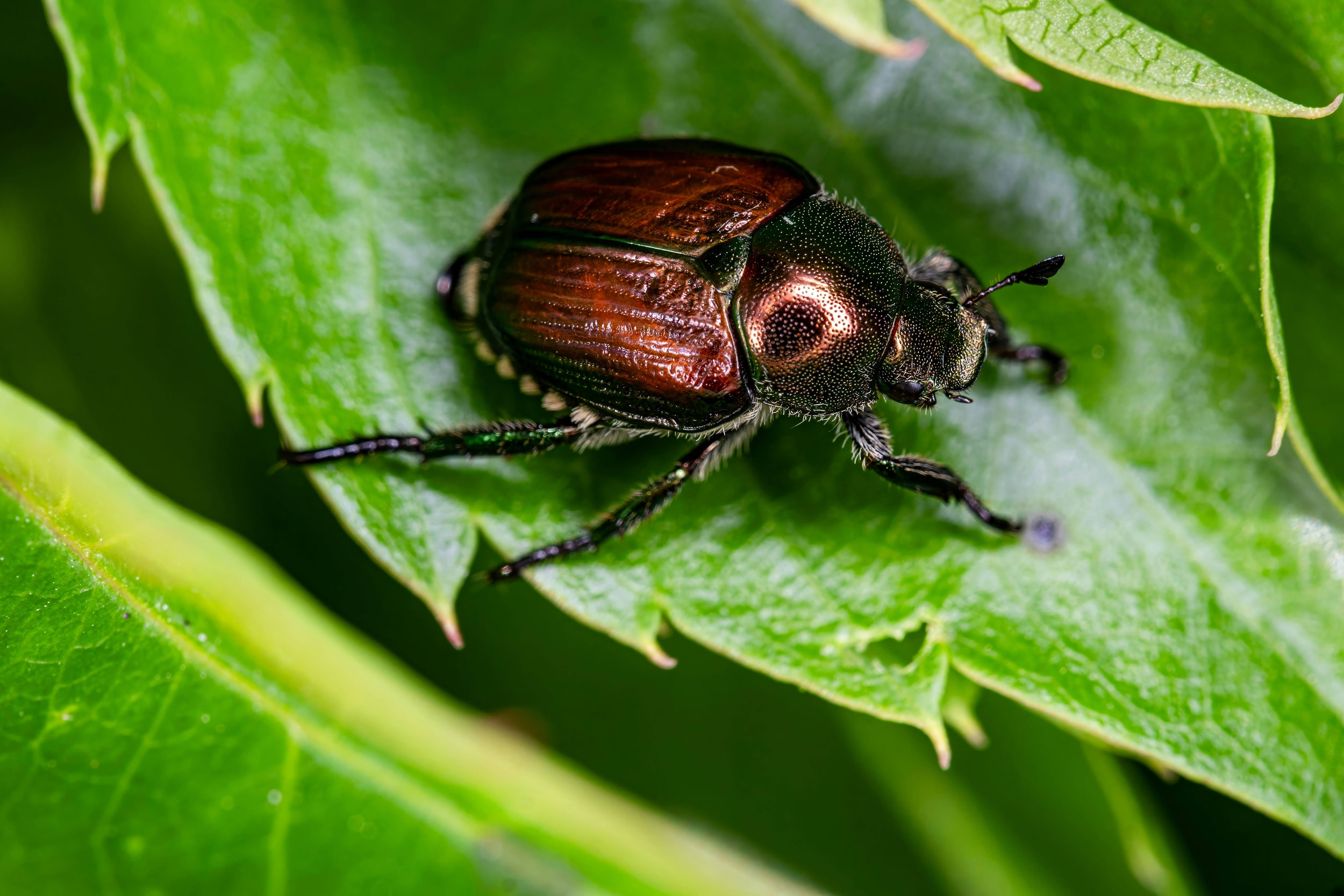 popillia japonica