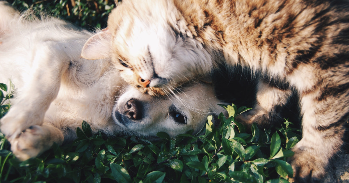 cane e gatto sul prato