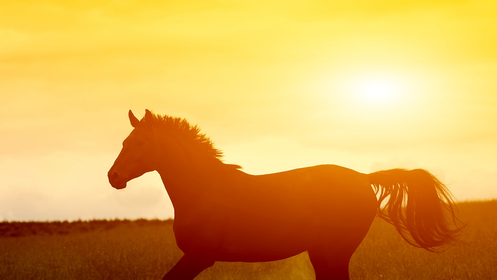 Cavallo che corre al tramonto