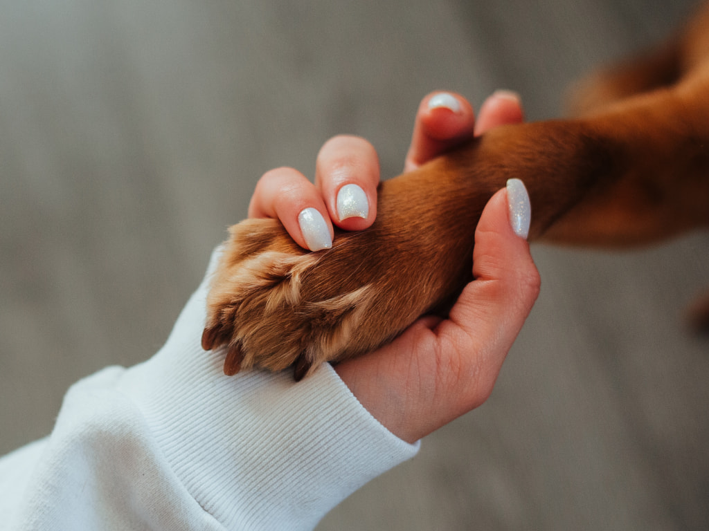 mano che tiene la zampa di un cane