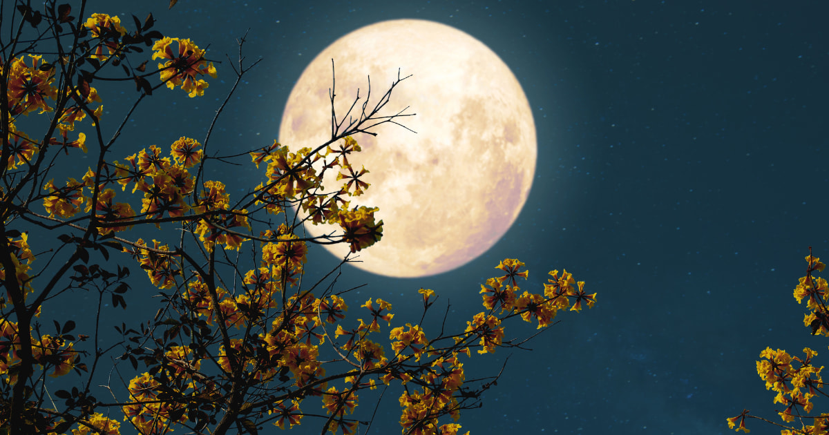 Luna nel cielo notturno tra i rami fioriti