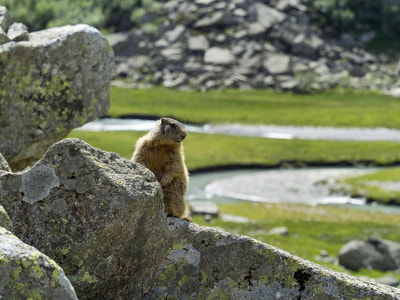 Pian D'Amola in Val Nambrone (Val Rendena, Parco naturale Adamello Brenta)