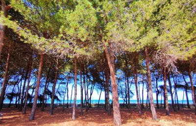 Pineta