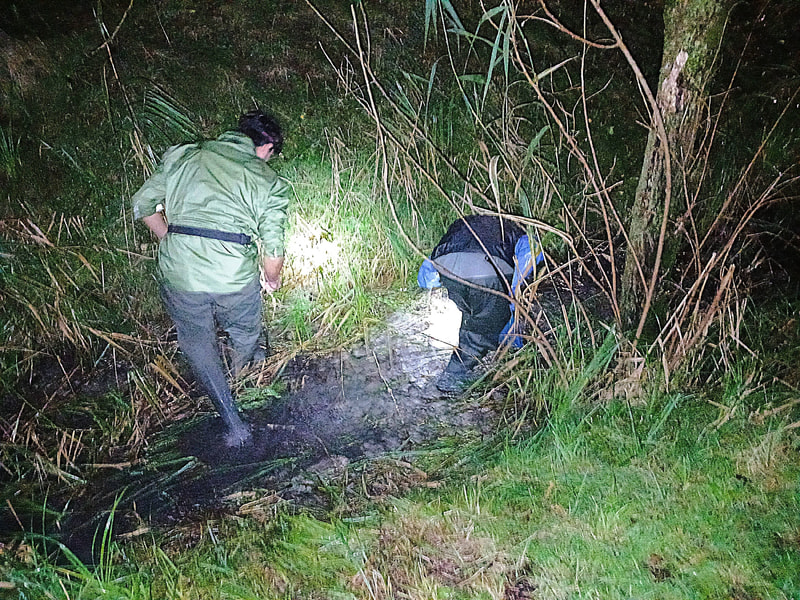 Avviato il ripopolamento del gambero di fiume nel biotopo Palude di Roncegno Avviato il ripopolamento del gambero di fiume nel biotopo Palude di Roncegno