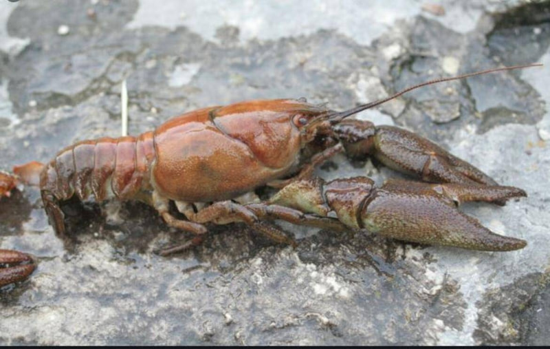 I lavori in corso: IL GAMBERO DI FIUME I lavori in corso: IL GAMBERO DI FIUME