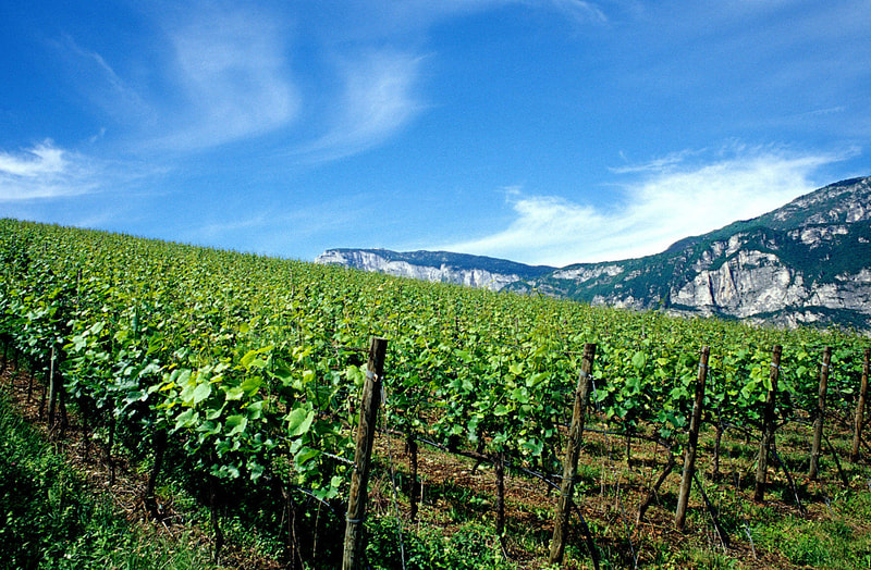 Investimenti per la produzione vinicola, contributi per un milione di euro