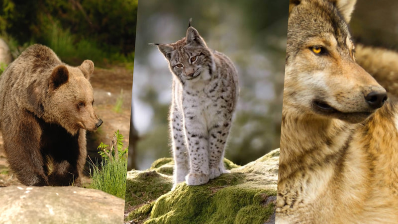 Orso lince lupo
