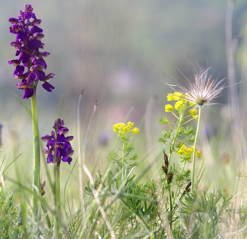 Natura 2000: obiettivi e strumenti di un approccio innovativo