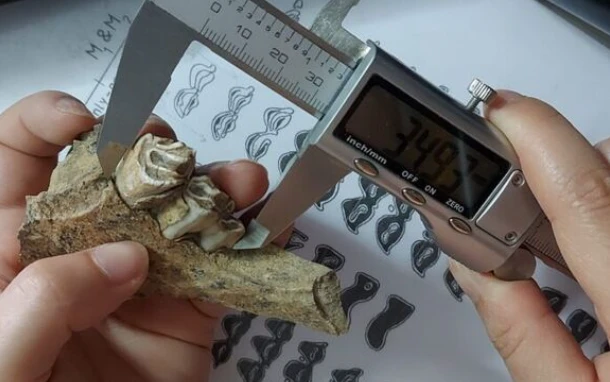 Dalle caverne alle stalle. L'evoluzione degli animali e il loro posto accanto all'uomo