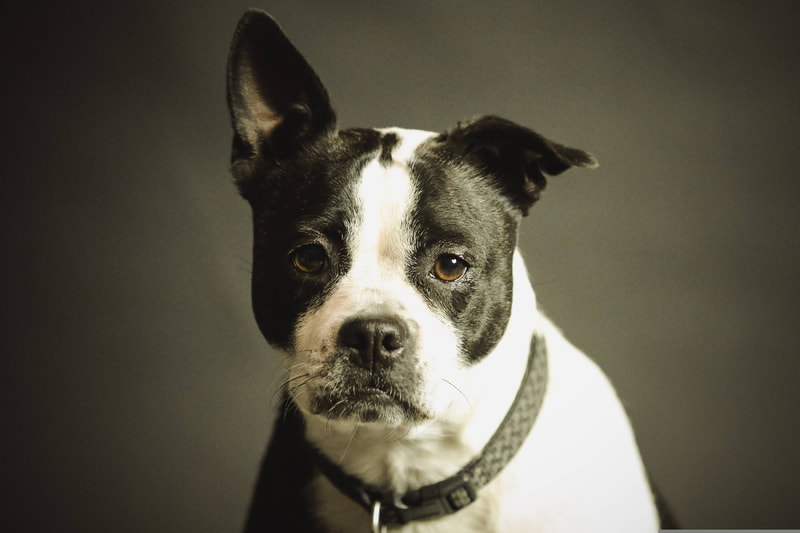 Foto di un cane 