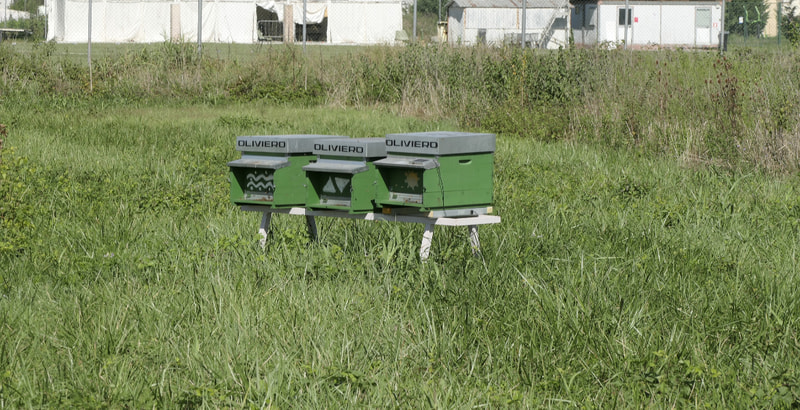 “Parco delle Associazioni” al Parco Retrone: un apiario per biodiversità, educazione e monitoraggio ambientale