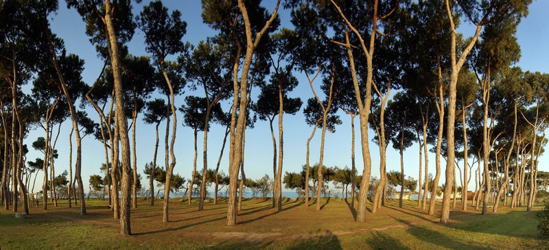 Pineta storica