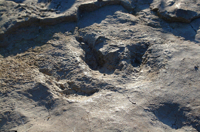 Orme dei dinosauri